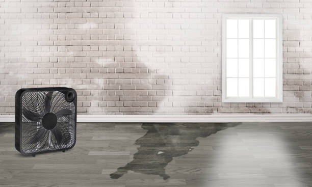 Best Flooded house restoration  in Independence, WI